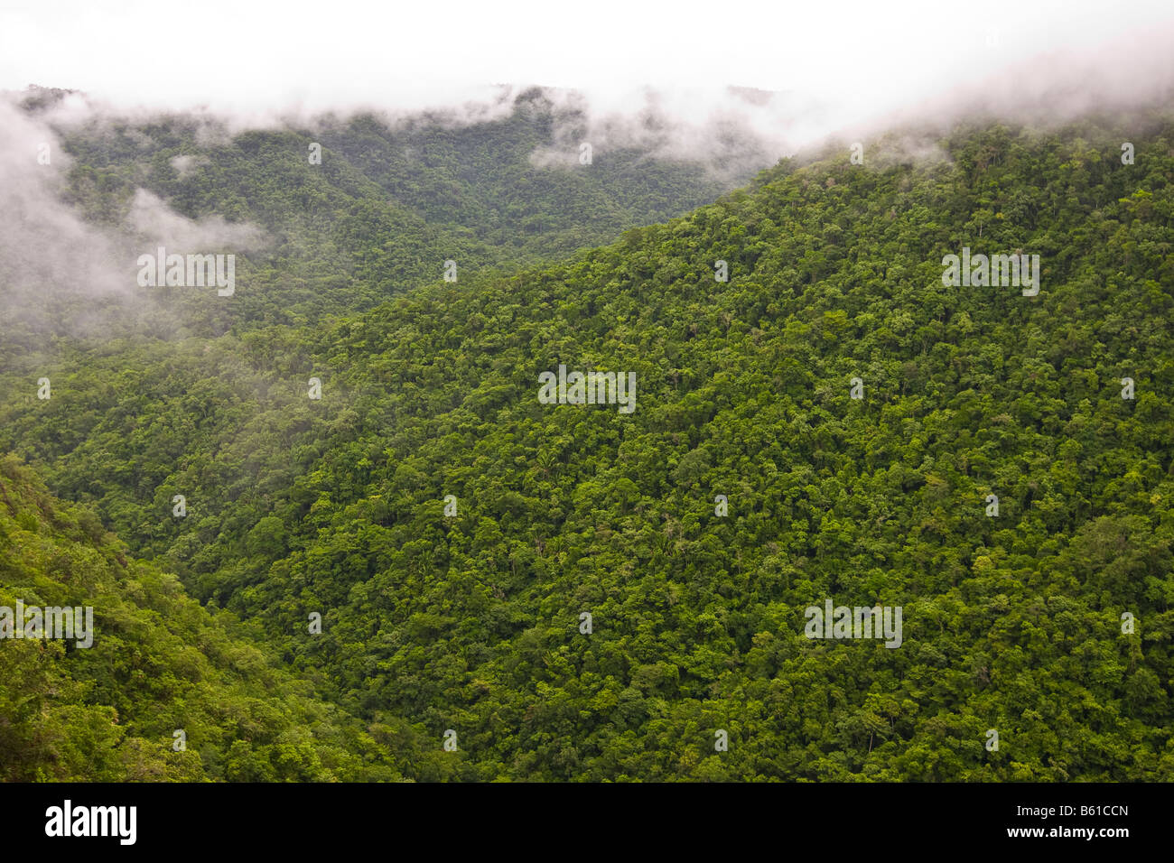 CAYO DISTRICT BELIZE Mountain Pine Ridge riserva forestale Foto Stock