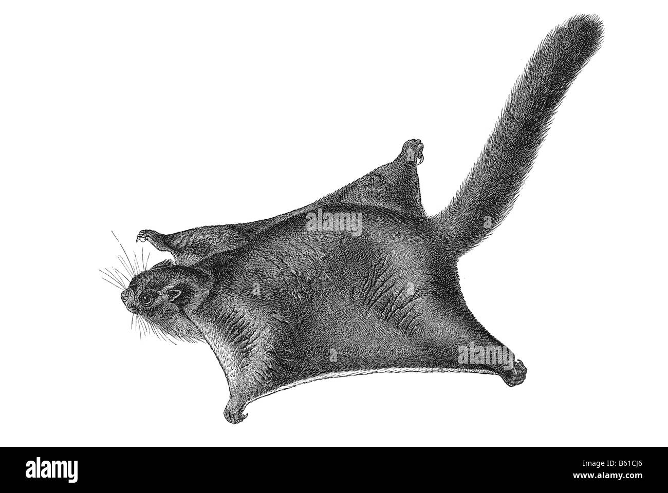 Scoiattolo battenti (Pteromys petaurista) Foto Stock