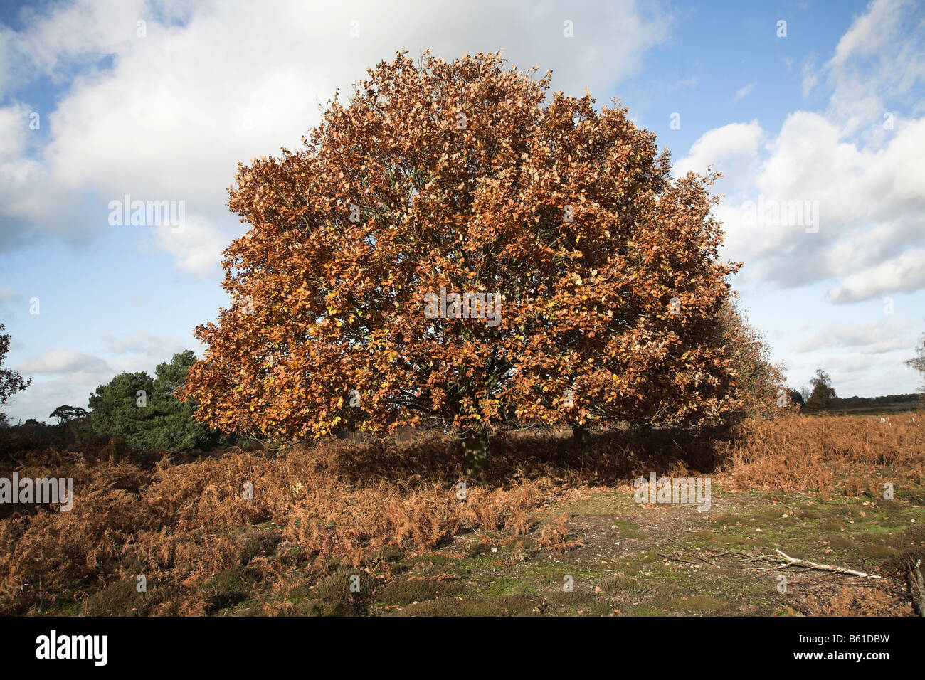 Golden brown autunno foglie di quercia in brughiera Shottisham Suffolk in Inghilterra Foto Stock