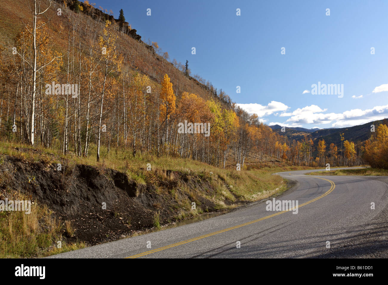Aspen alberi in autunno lungo Alaska Highway in British Columbia Foto Stock