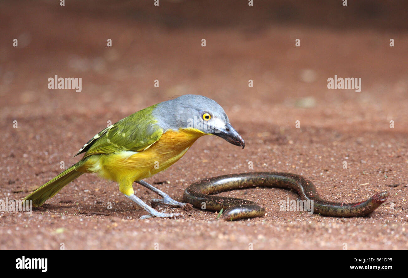 Canuti bush shrike singolo adulto che attacca un serpente cieco Foto Stock