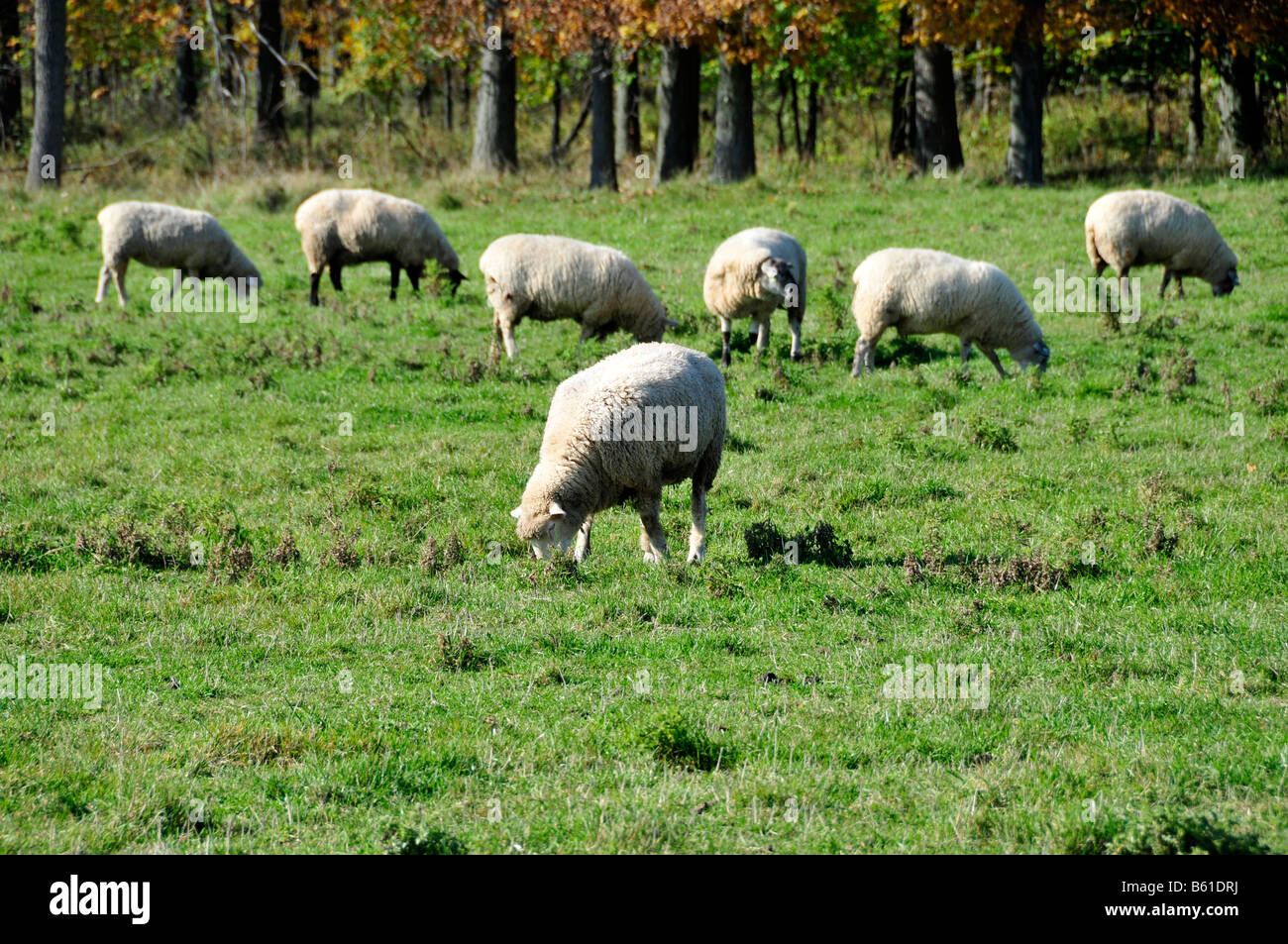 Allevamento di pecore vicino a Springfield Illinois Foto Stock