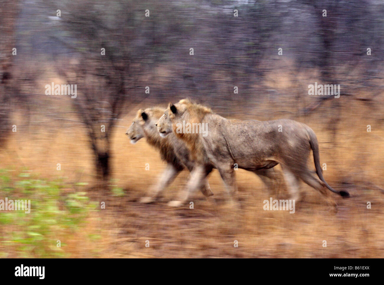 Due giovani leoni maschio stalking, offuscata l'effetto di movimento Foto Stock