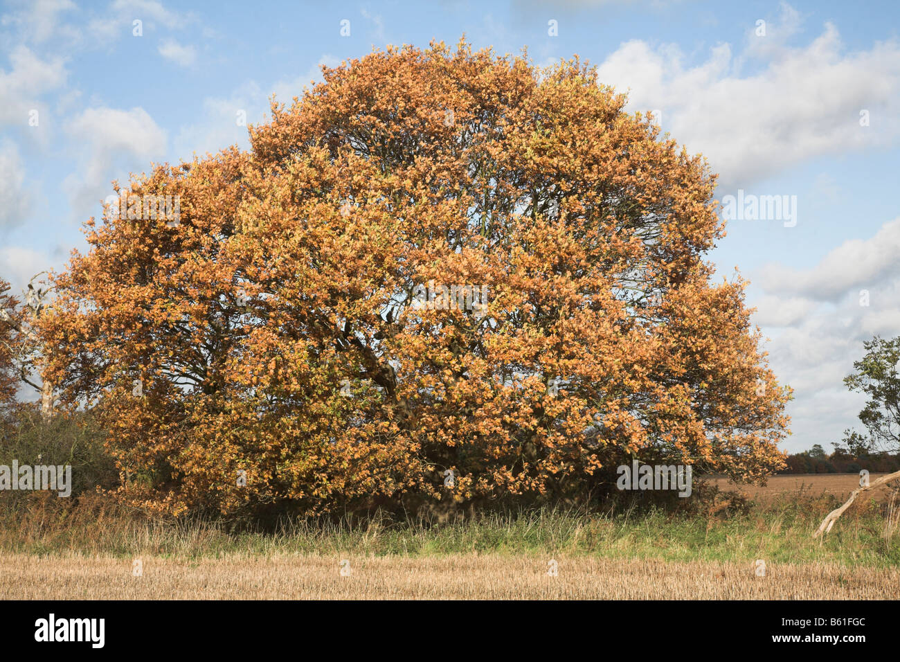 Golden brown autunno foglie di quercia in brughiera Shottisham Suffolk in Inghilterra Foto Stock