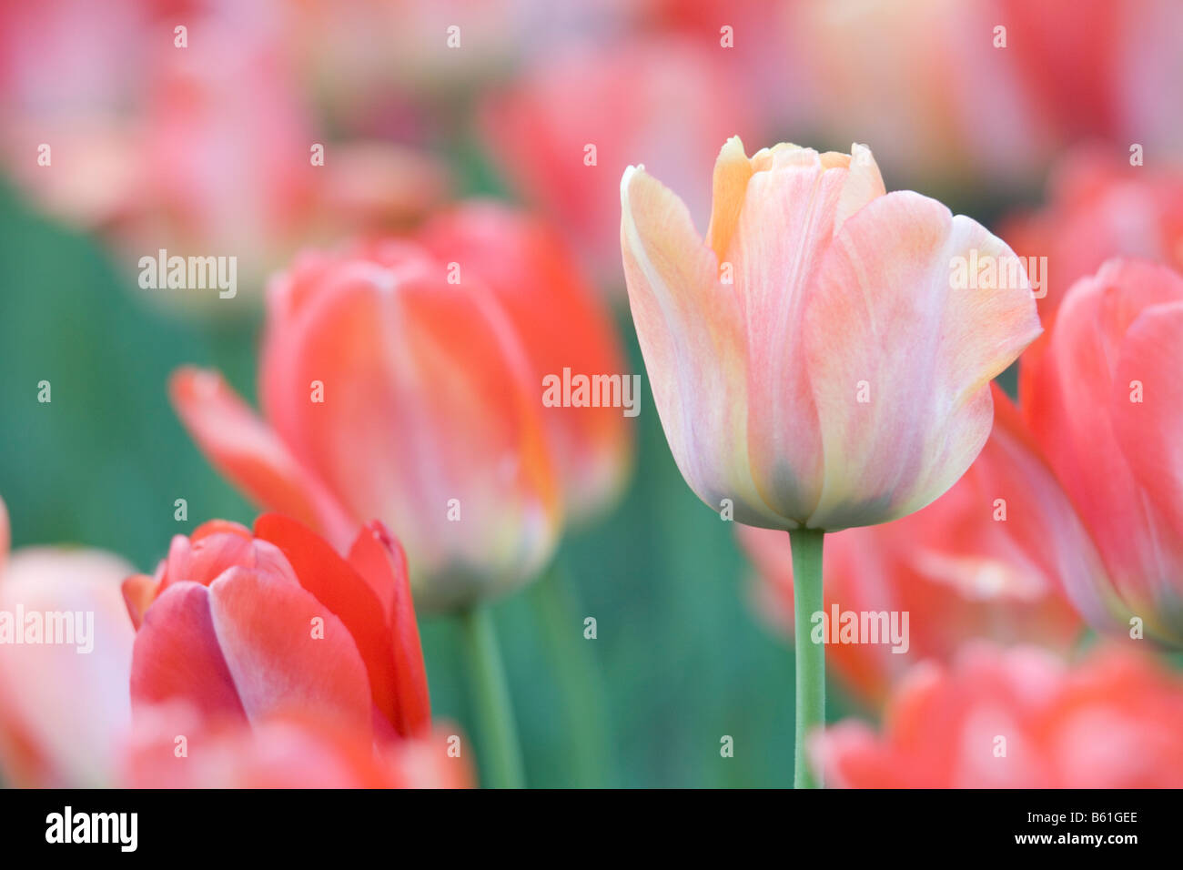 Rosa e Rosso i tulipani Foto Stock