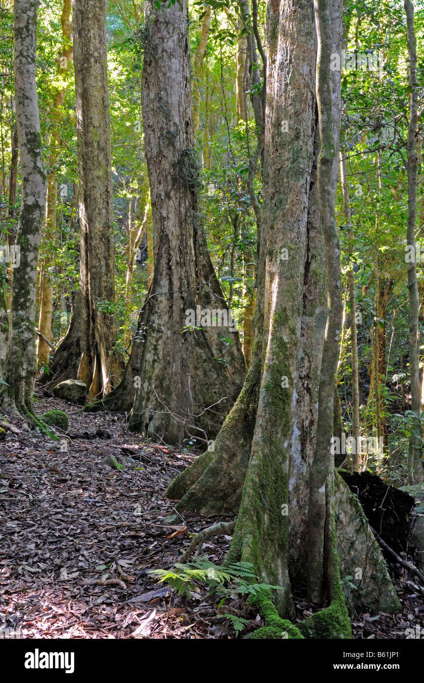 Taproots tipici della foresta di antichi giganti nel Parco Nazionale di Lamington, Australia Foto Stock