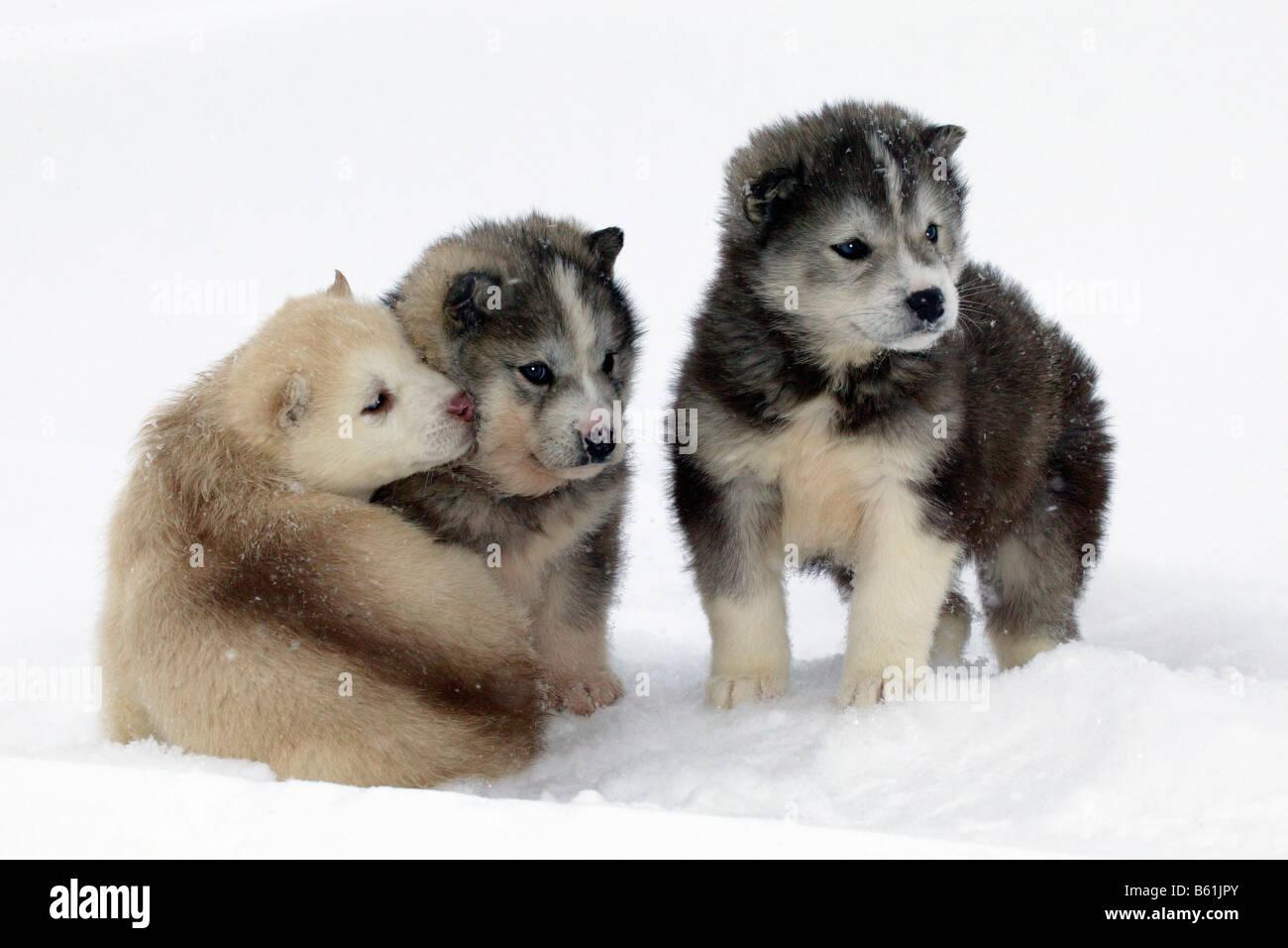 Husky (Canis lupus familiaris), cuccioli nella neve Foto Stock