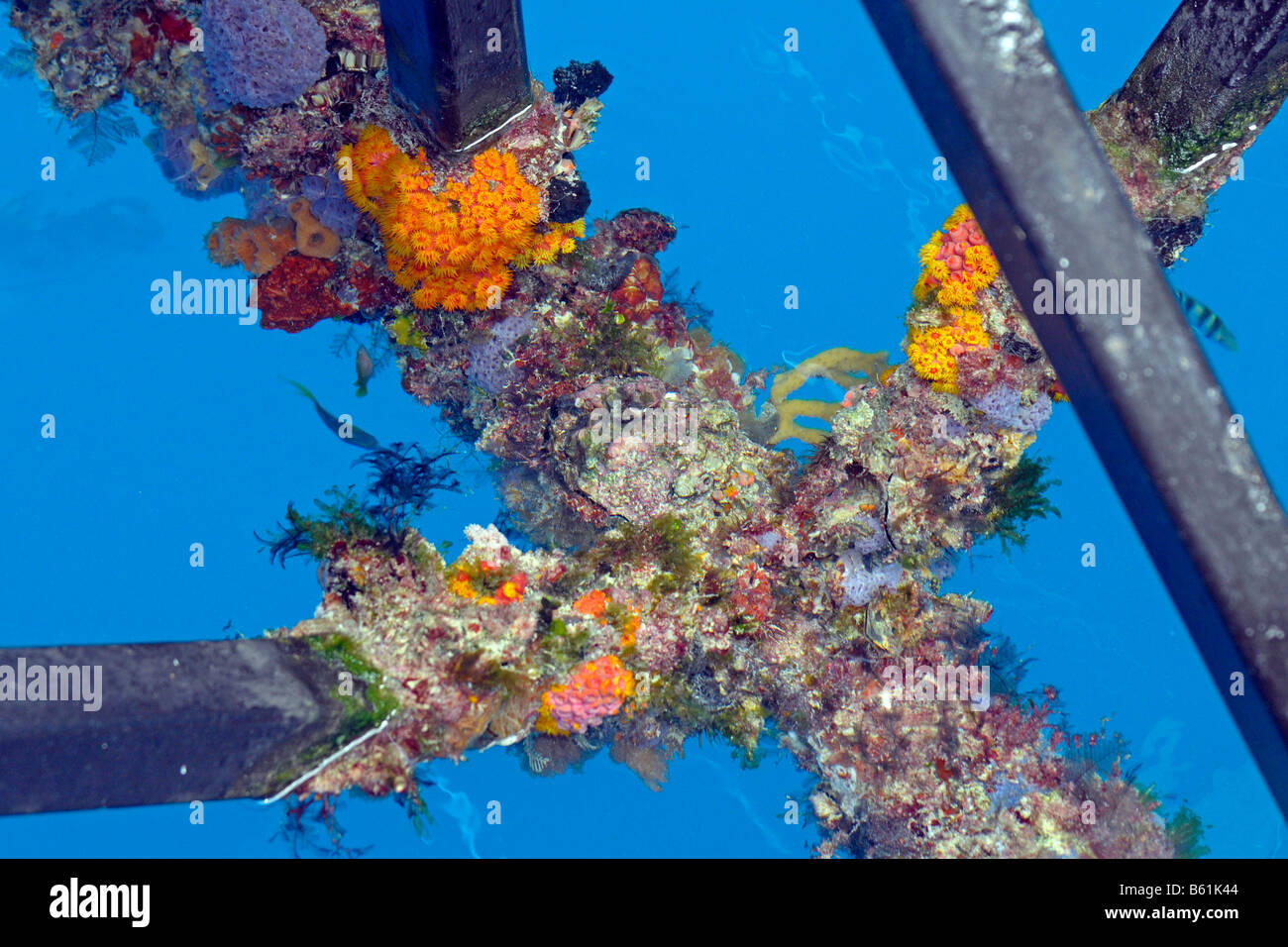 Appena cresciuta coralli, spugne e alghe sul montaggio di una stazione di immersioni nella Grande Barriera Corallina, Australia Foto Stock