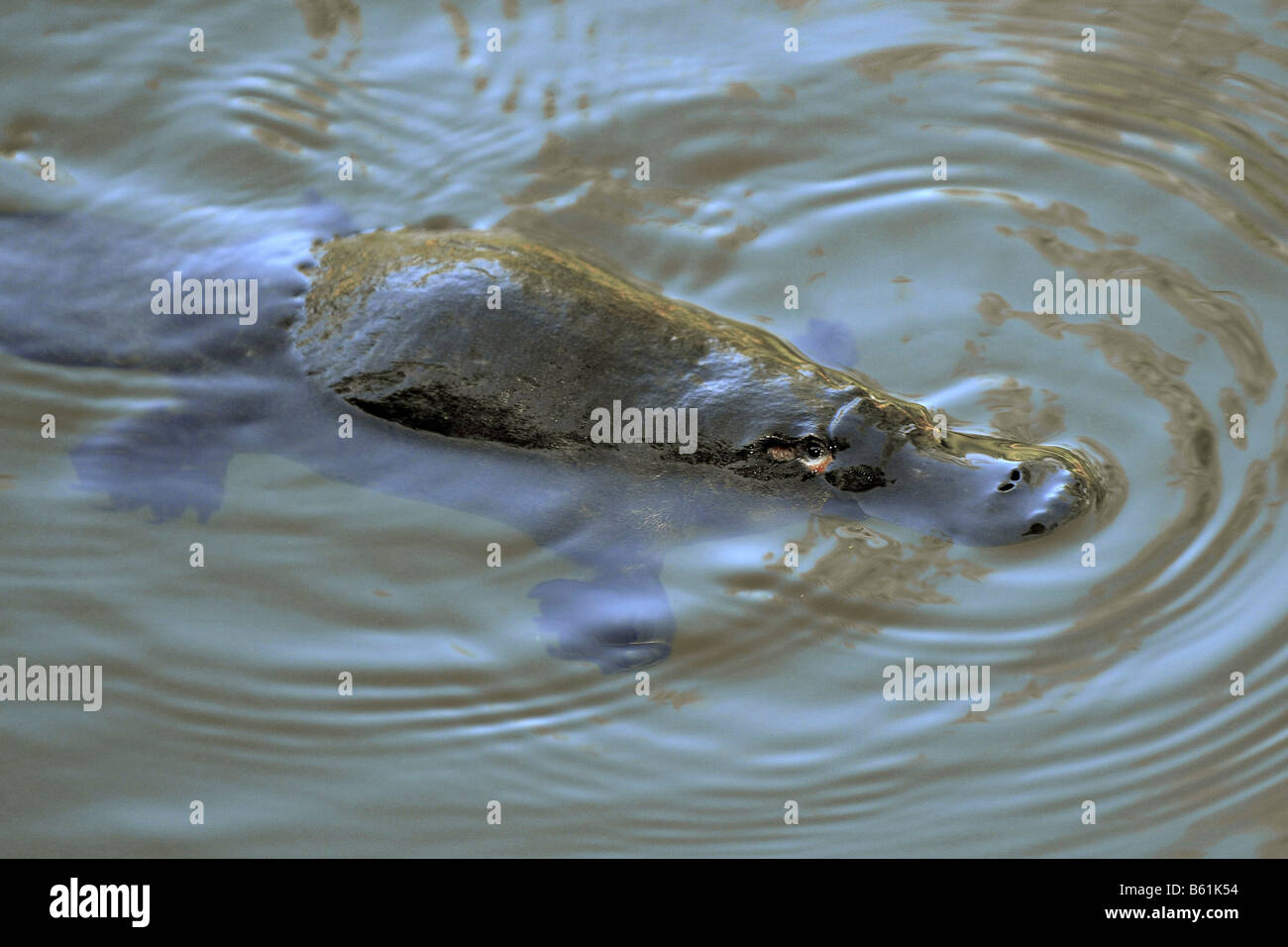 Platypus (Ornithorhynchus anatinus) nel suo habitat naturale, molto raramente visto nel selvaggio, Eungella National Park, Queensland Foto Stock