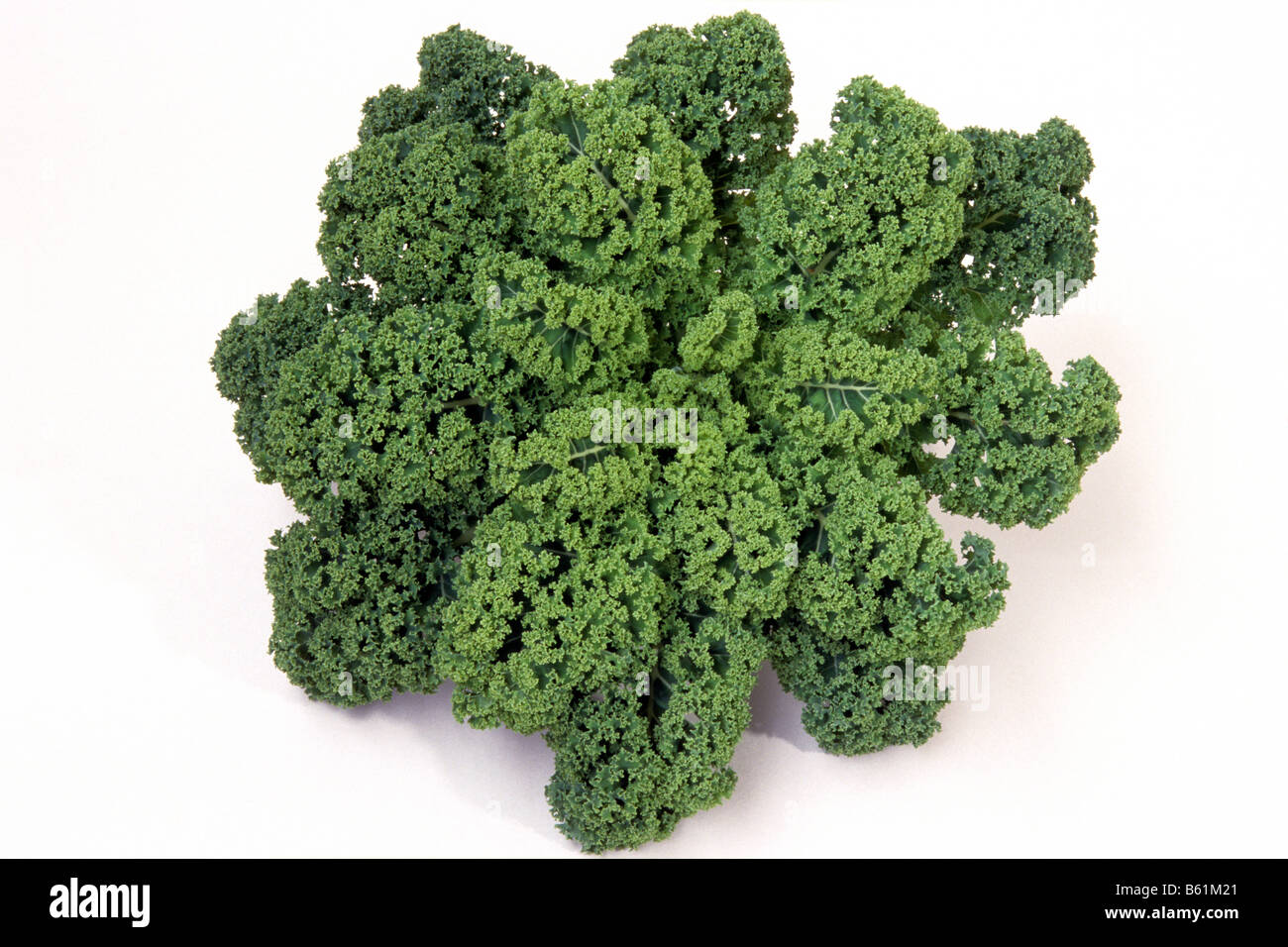 Cavolo riccio, Borecole (Brassica oleracea convar. acephala var. sabellica), studio immagine Foto Stock