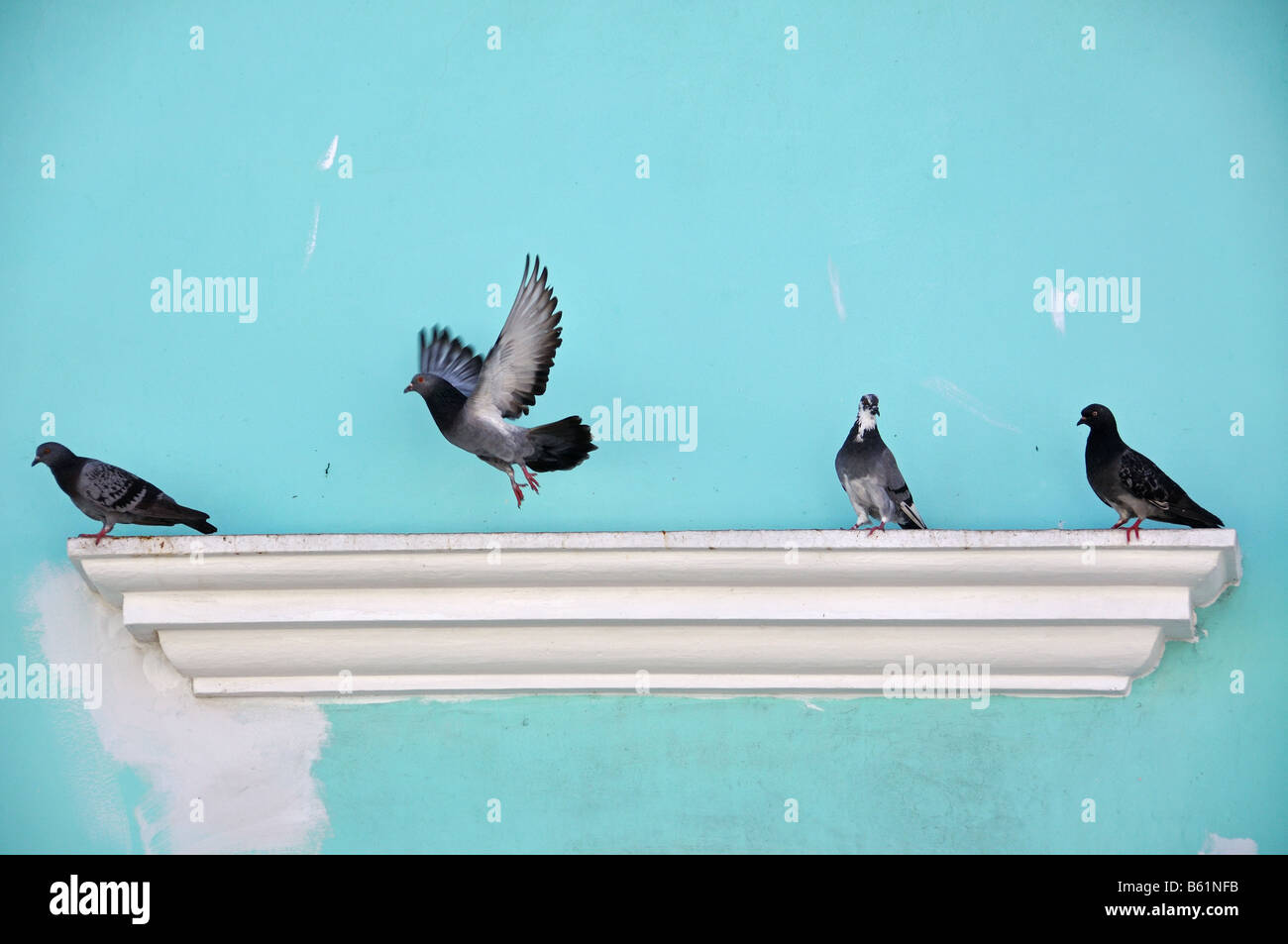 I piccioni prendono il volo su un vecchio edificio in Old San Juan, Puerto Rico Foto Stock