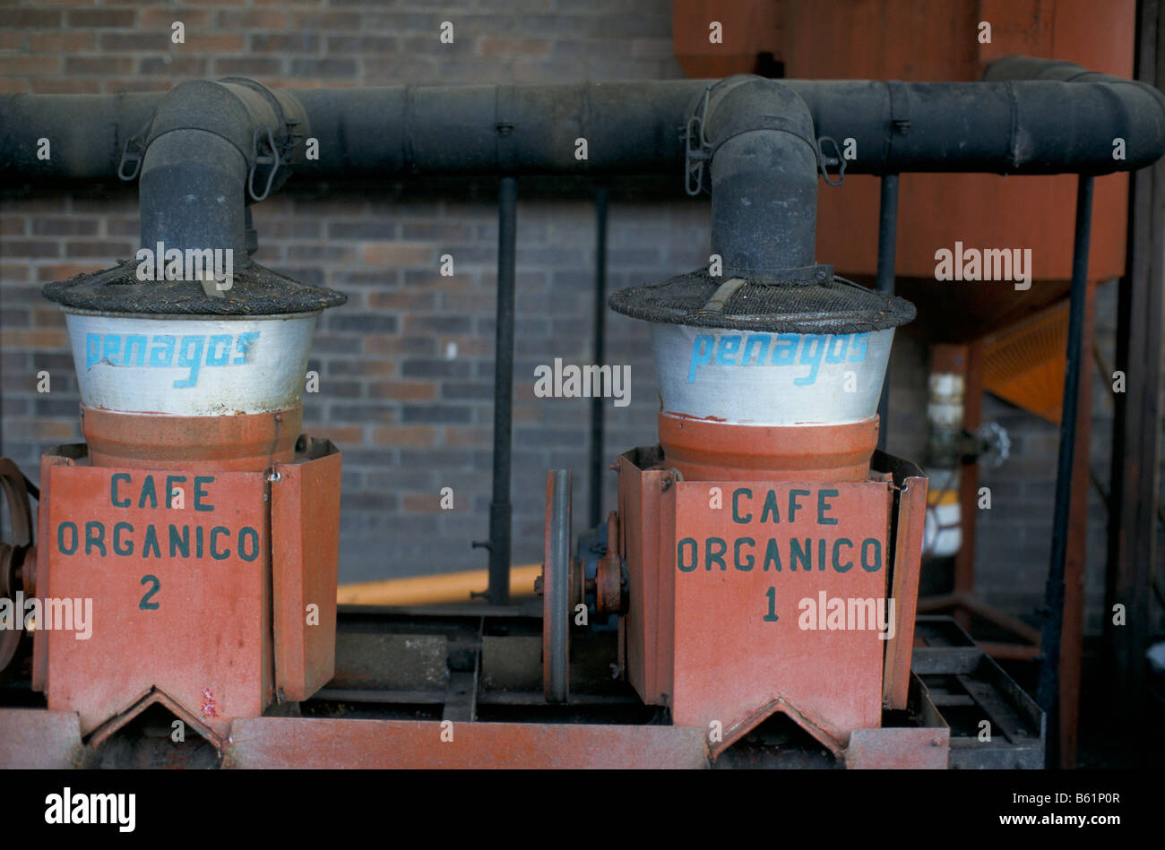 Cafe organico, macchine per l'insacco classificato organico verde caffè in grani, Guatemala Foto Stock