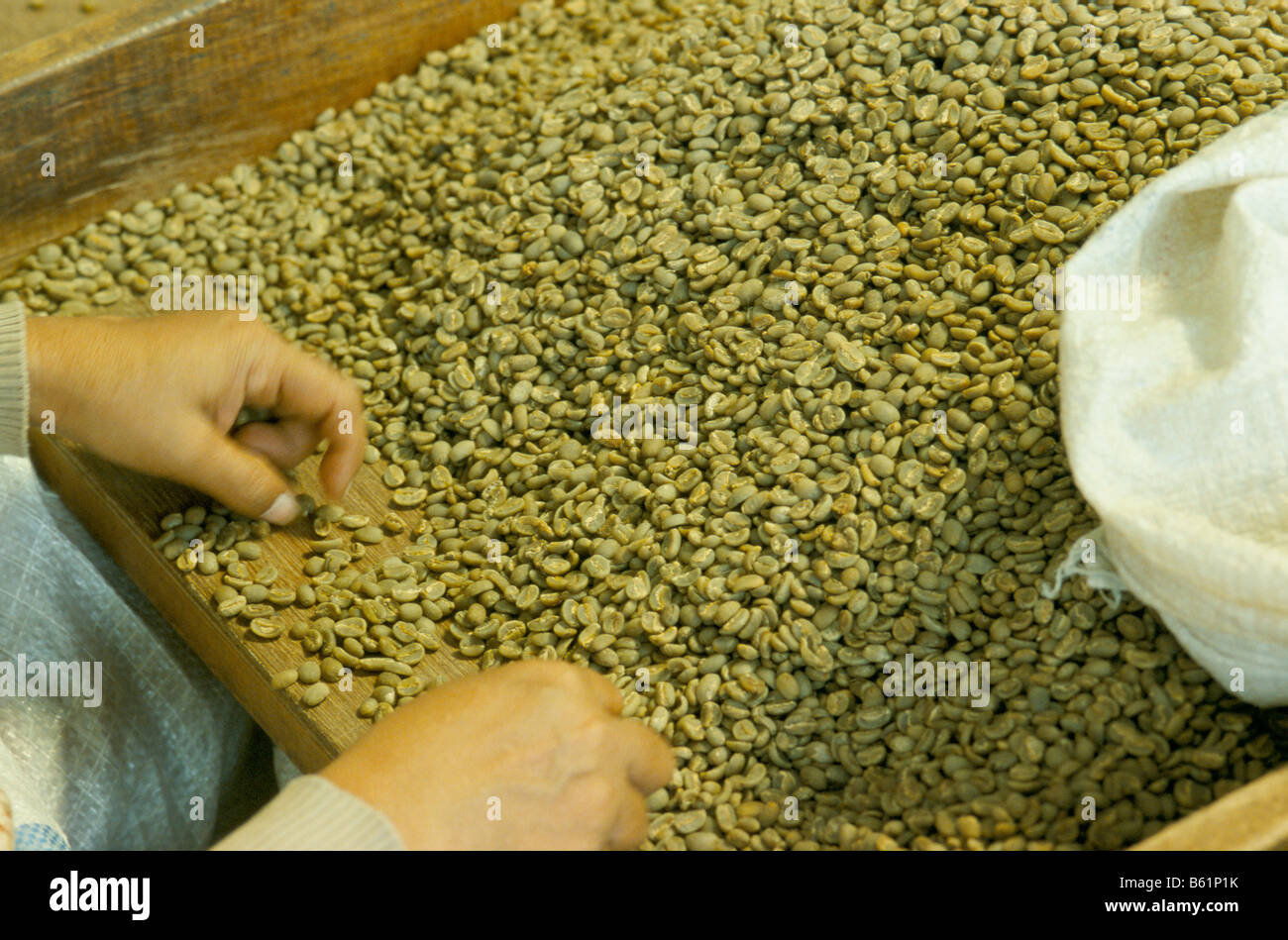Tripla mano verde di classificazione i chicchi di caffè per il premio Qualità di caffè di esportazione mercato, Sumatra, Indonesia Foto Stock