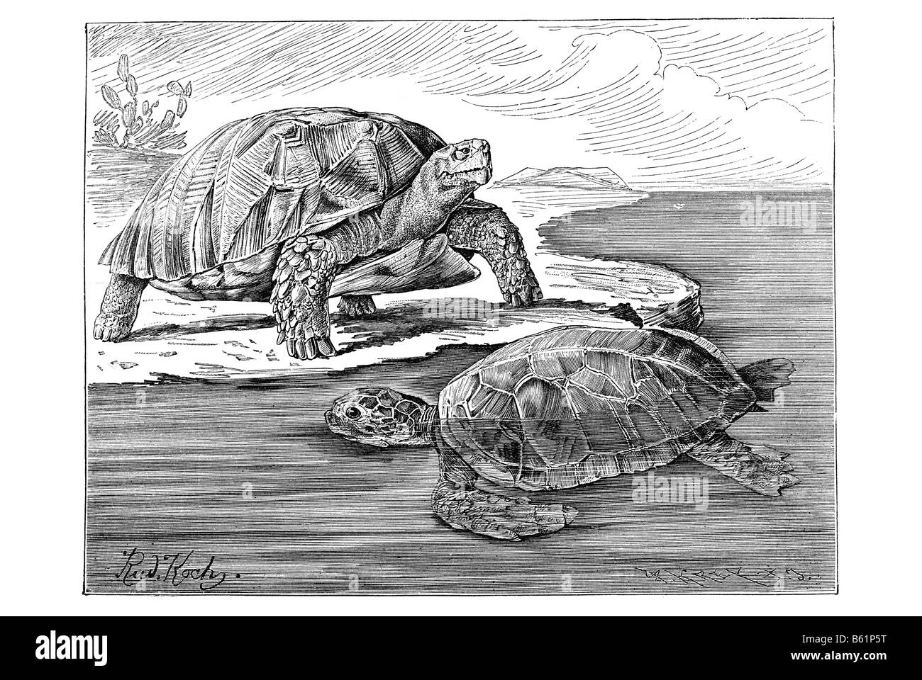 Le tartarughe marine, tartarughe o tartarughe terrestri Foto Stock