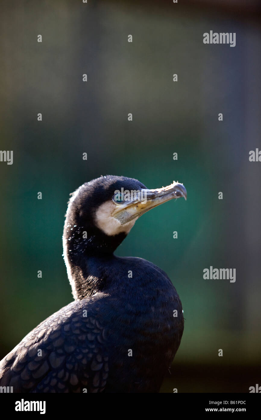 La testa di un cormorano uccello Foto Stock