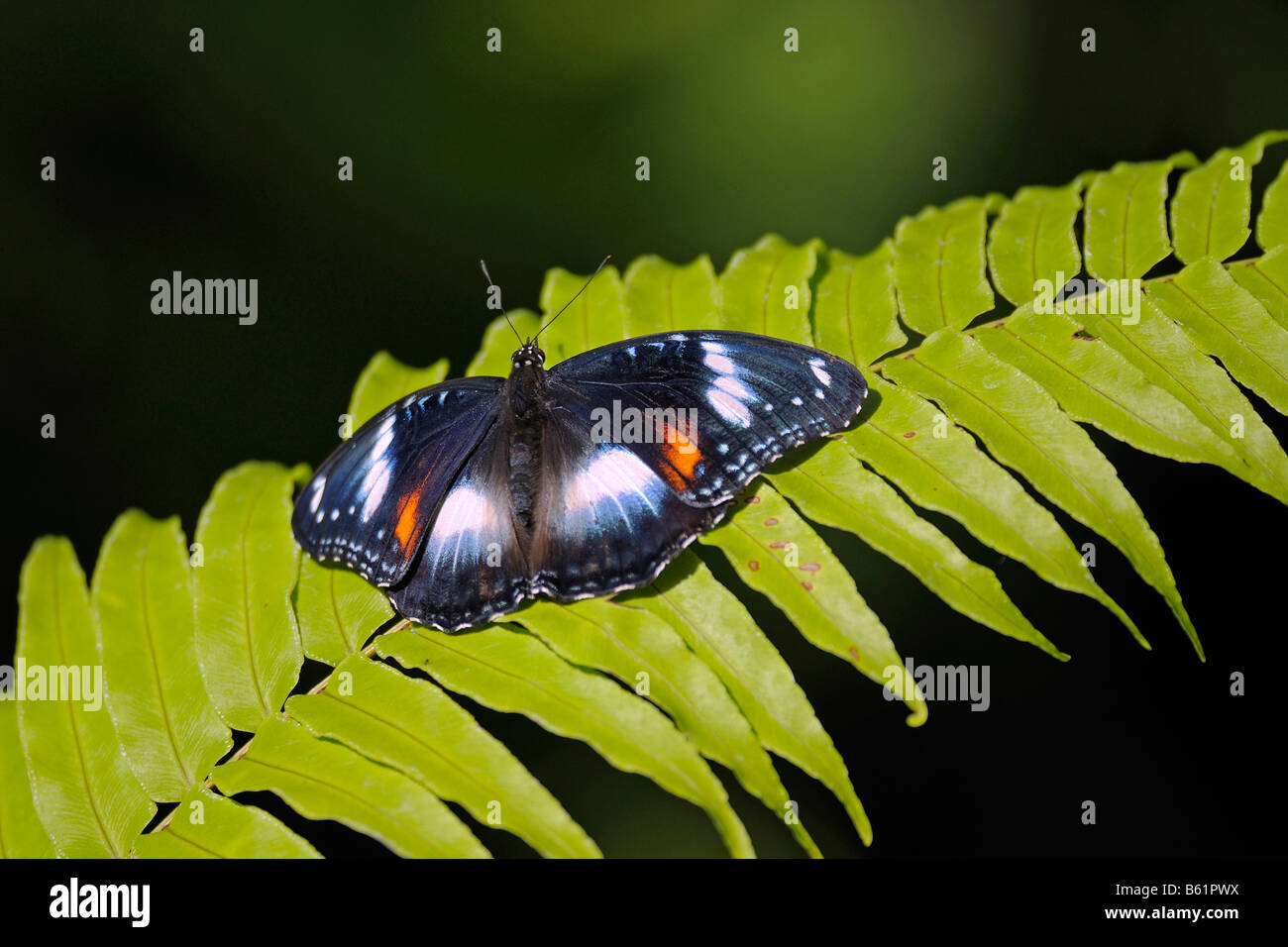 Uovo grande fly Butterfly (Hypolimnas bolinas), Queensland, Australia Foto Stock