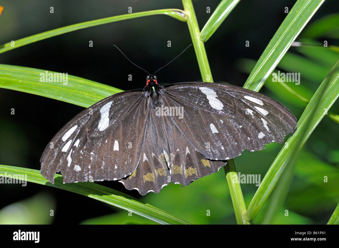 Cairns (Papilionidae Ornithoptera priamus euphorion), femmina, Queensland, Australia Foto Stock