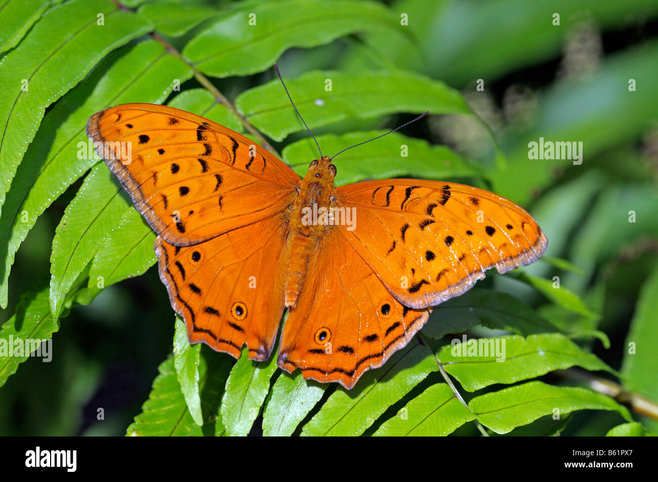 Cruiser Butterfly (Vindula arsinoe), maschio, Queensland, Australia Foto Stock