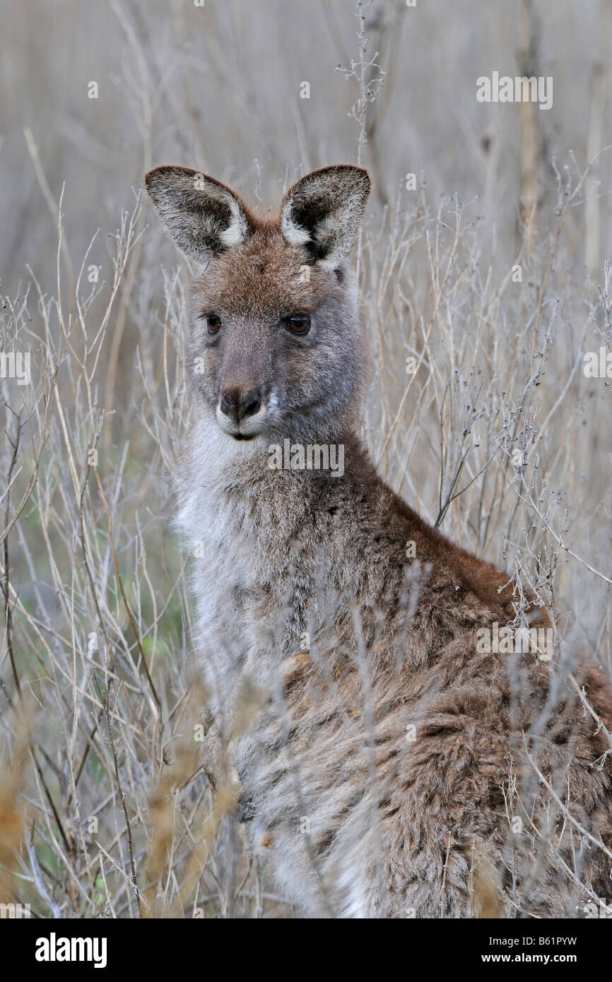 Orientale Canguro grigio (Macropus giganteus), Warrumbungle National Park, Australia Foto Stock