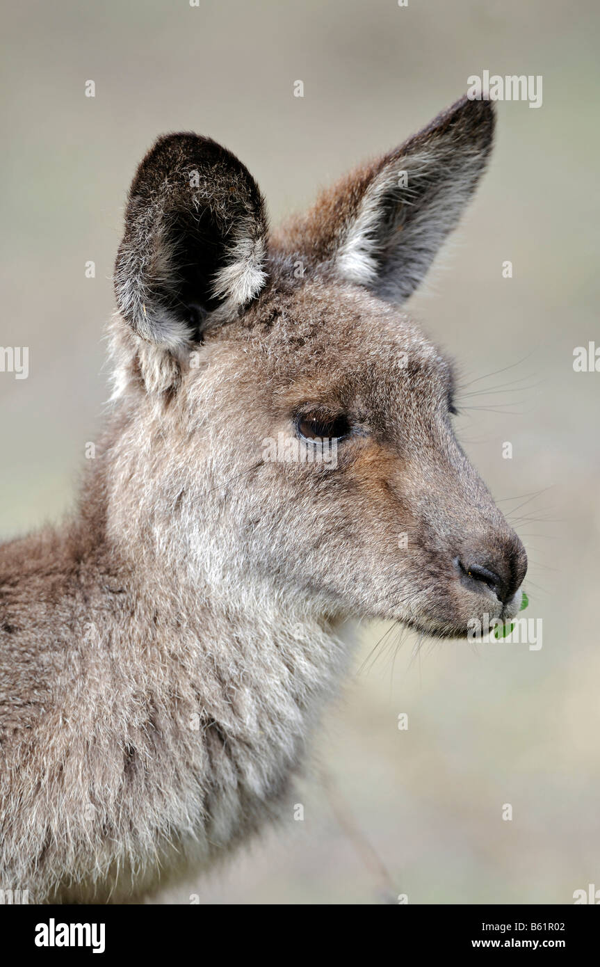 Orientale Canguro grigio (Macropus giganteus), Warrumbungle National Park, Australia Foto Stock