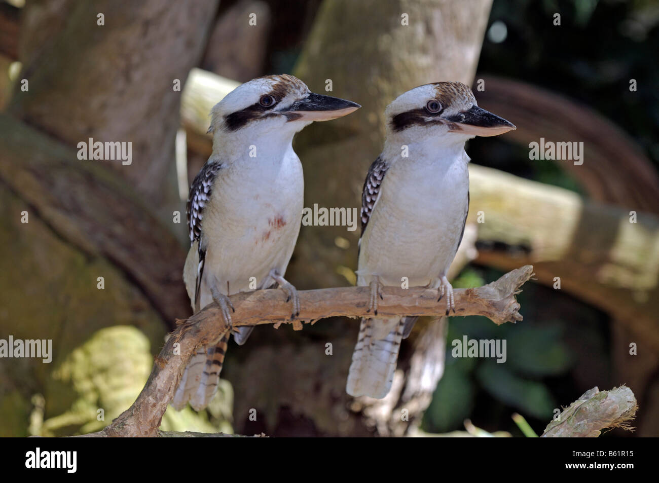 Ridendo Kookaburra (Dacelo novaeguineae), coppia, Queensland, Australia Foto Stock