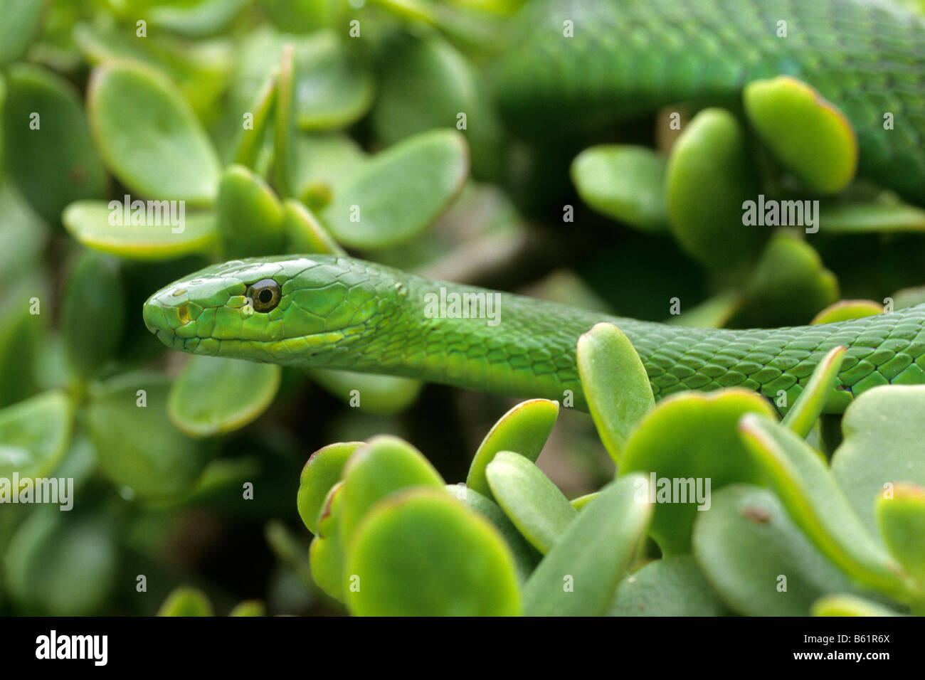 Green Mamba (Dendroaspis angusticeps), un molto rapida di serpente velenoso Foto Stock