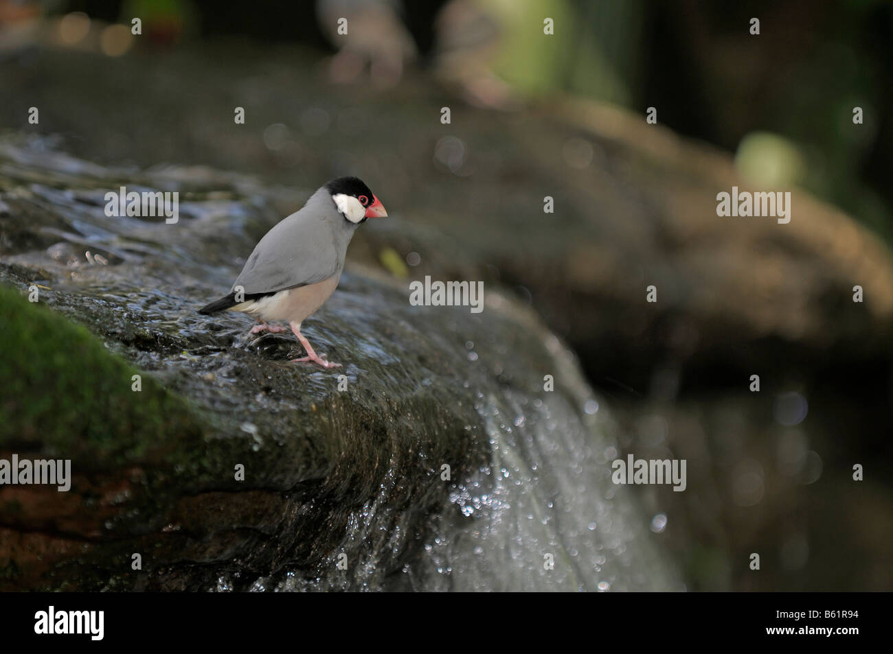 Java Sparrow, Finch Java o Java riso Bird (Padda oryzivora) Foto Stock