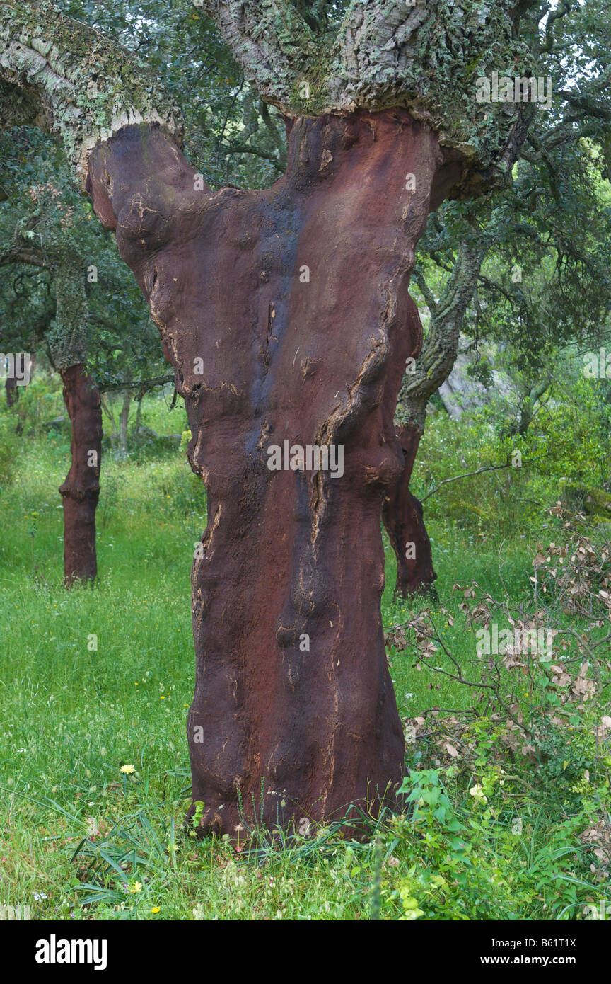 Raccolte di querce da sughero (Quercus suber), Sardegna, Italia, Europa Foto Stock