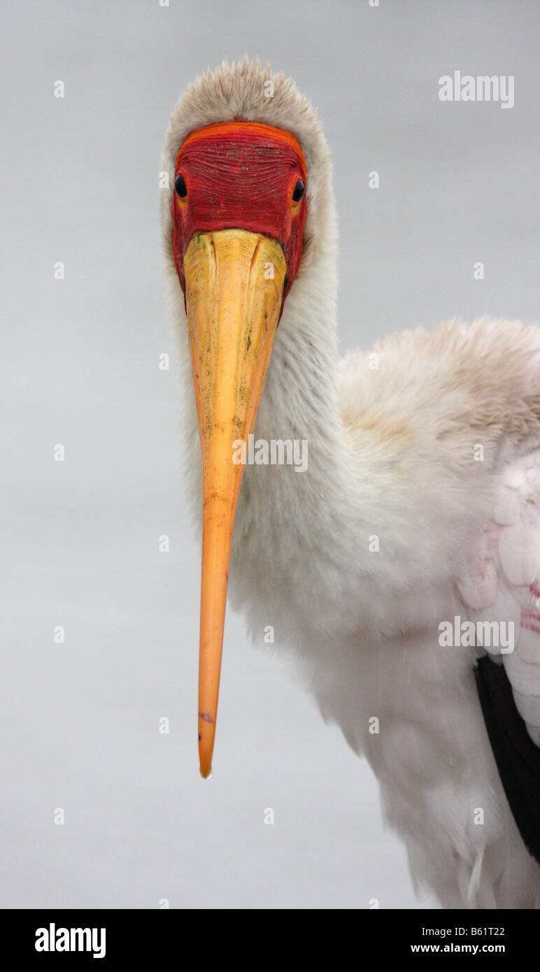 Giallo fatturati stork mycteria ibis singolo adulto Foto Stock