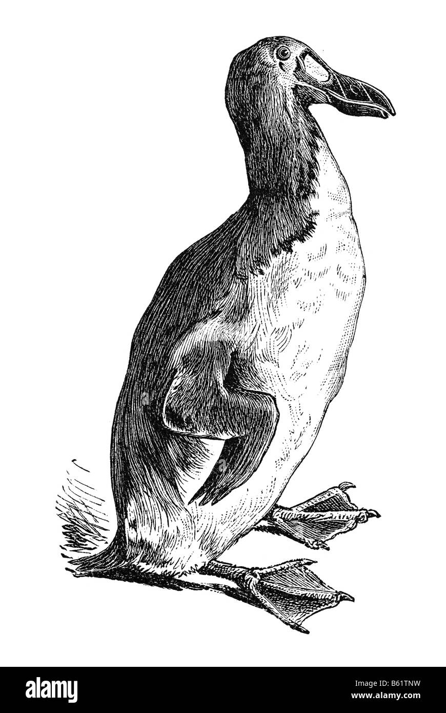 Grande Auk (Plauto impennis, Pinguinus impennis), garefowl, penguin Foto Stock