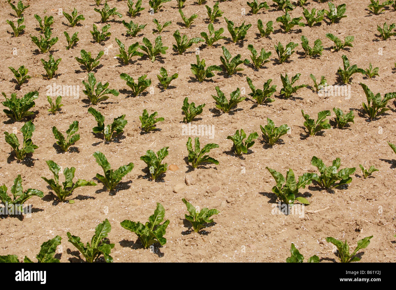 Piante di barbabietola su un campo, il paesaggio agricolo Foto Stock