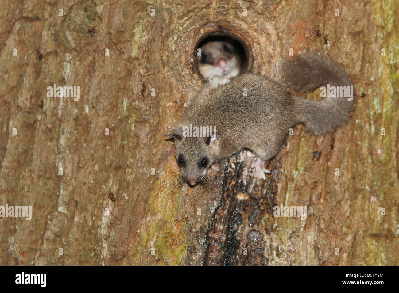 Commestibili o Fat ghiro (Glis glis) Foto Stock