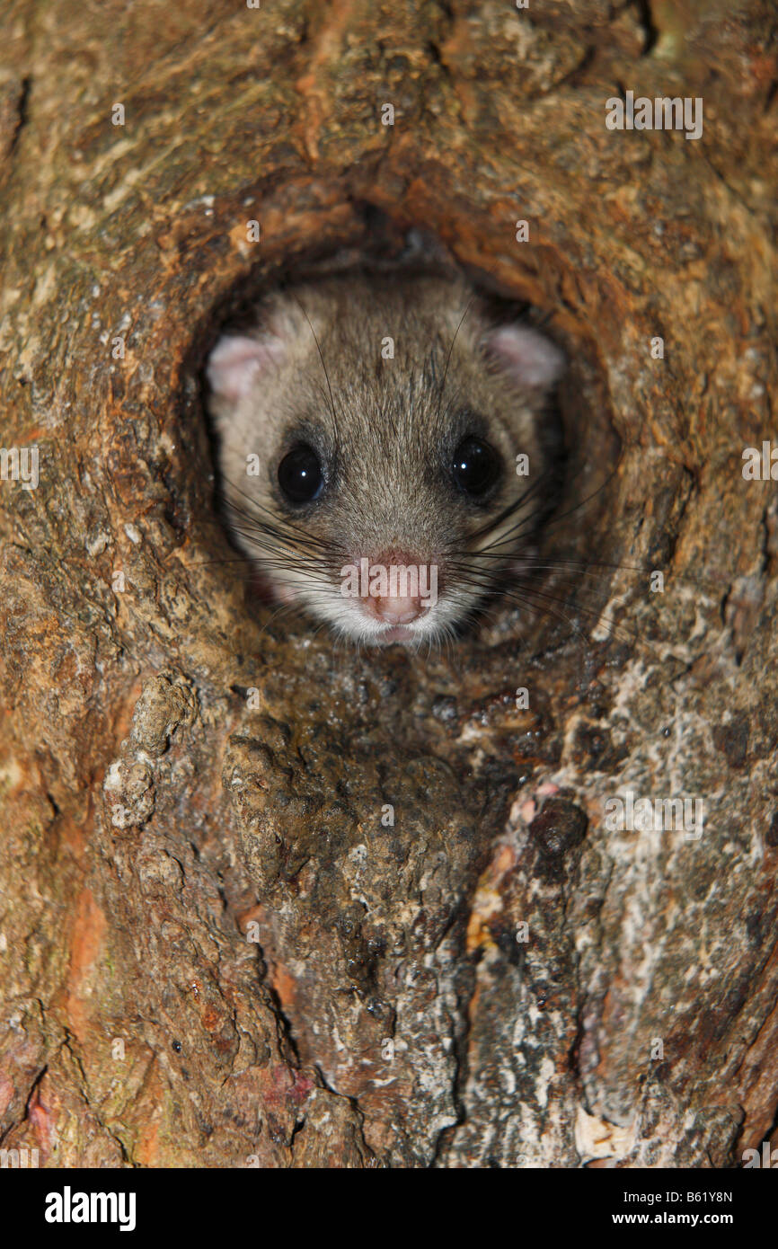 Commestibili o Fat ghiro (Glis glis) Foto Stock