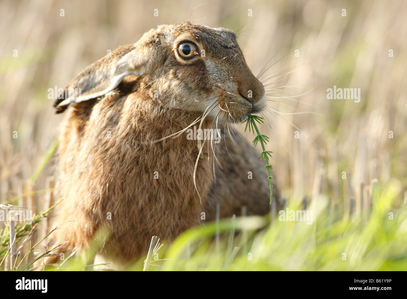 Unione o marrone (lepre Lepus europaeus) alimentazione, Foehr, Schleswig-Holstein, Germania, Europa Foto Stock