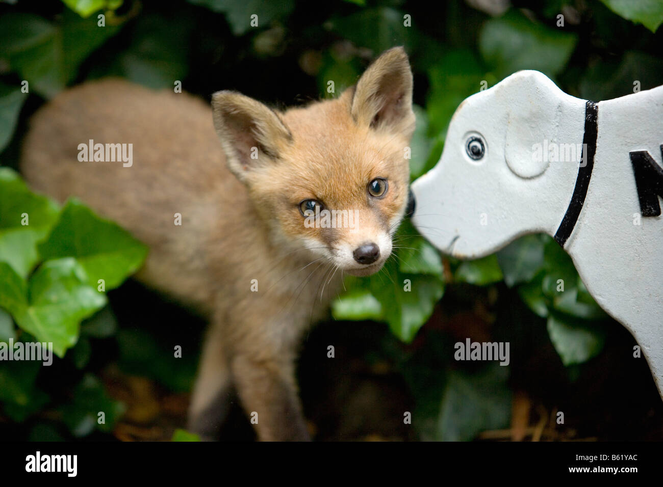 Paesi Bassi Noord Holland Graveland giovane volpe rossa che ha perso la sua madre vulpes vulpes Foto Stock