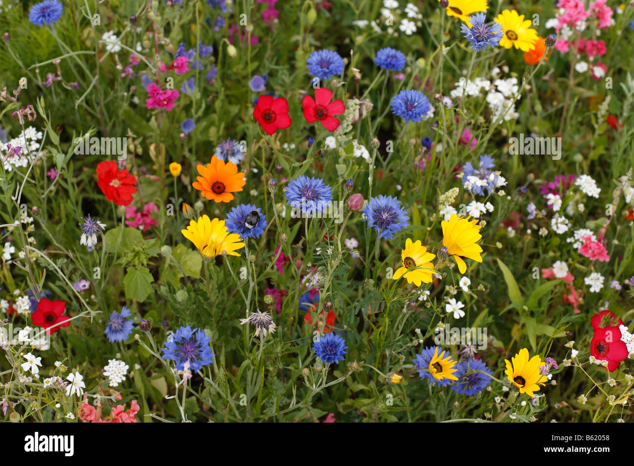 Fiori colorati in prato con cornflowers e altri, Germania Foto Stock