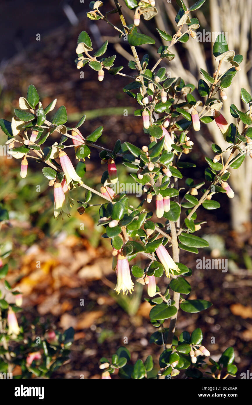 CORREA che ricordano le pesche crema Foto Stock