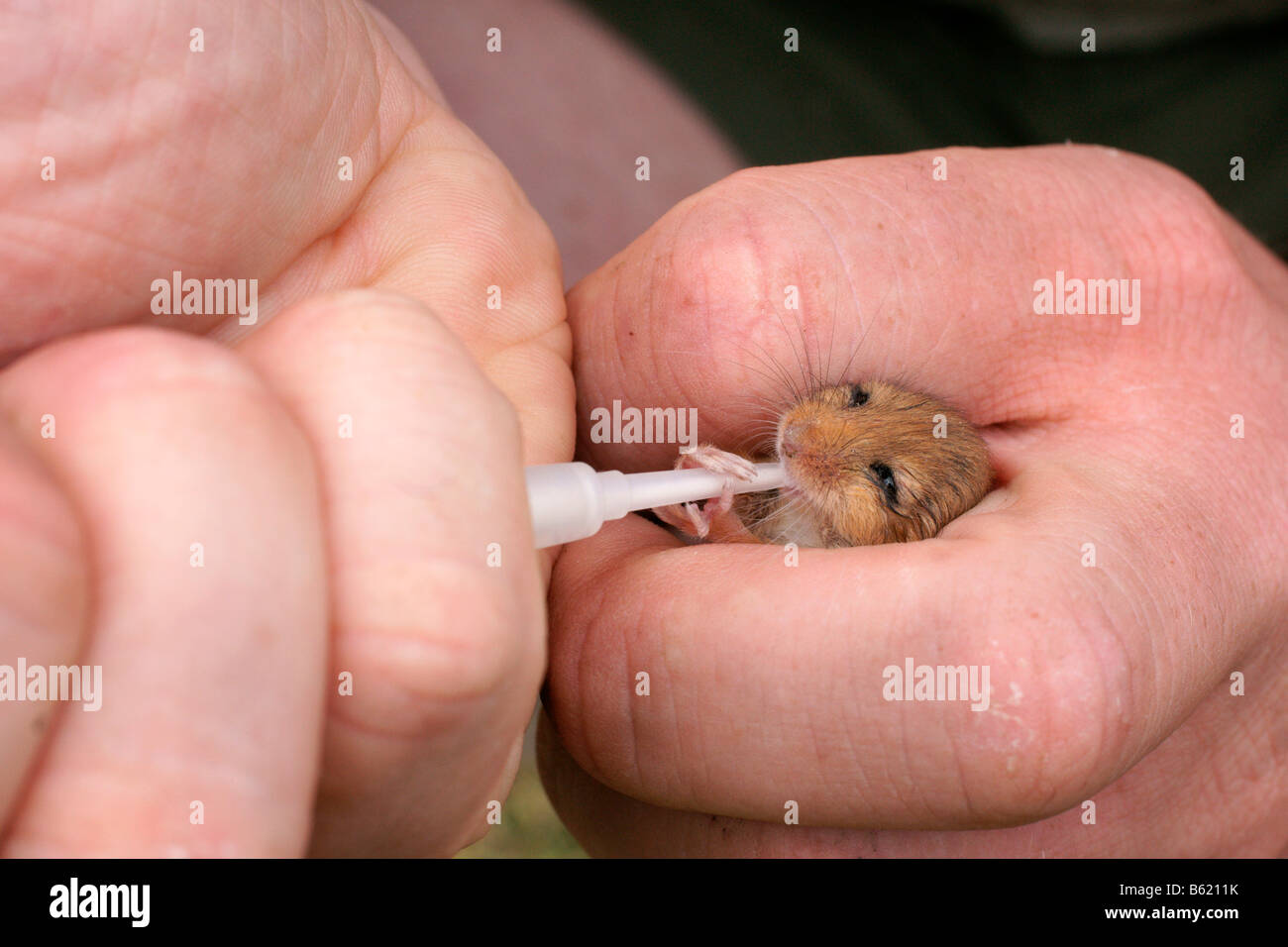 Hazel ghiro (Muscardinus avellanarius), PUP, nursling essendo alimentato a mano Foto Stock