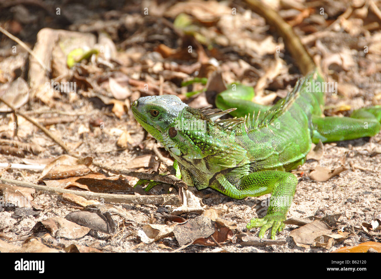 Un ampio e verde iguana su isla culebra, puerto rico Foto Stock