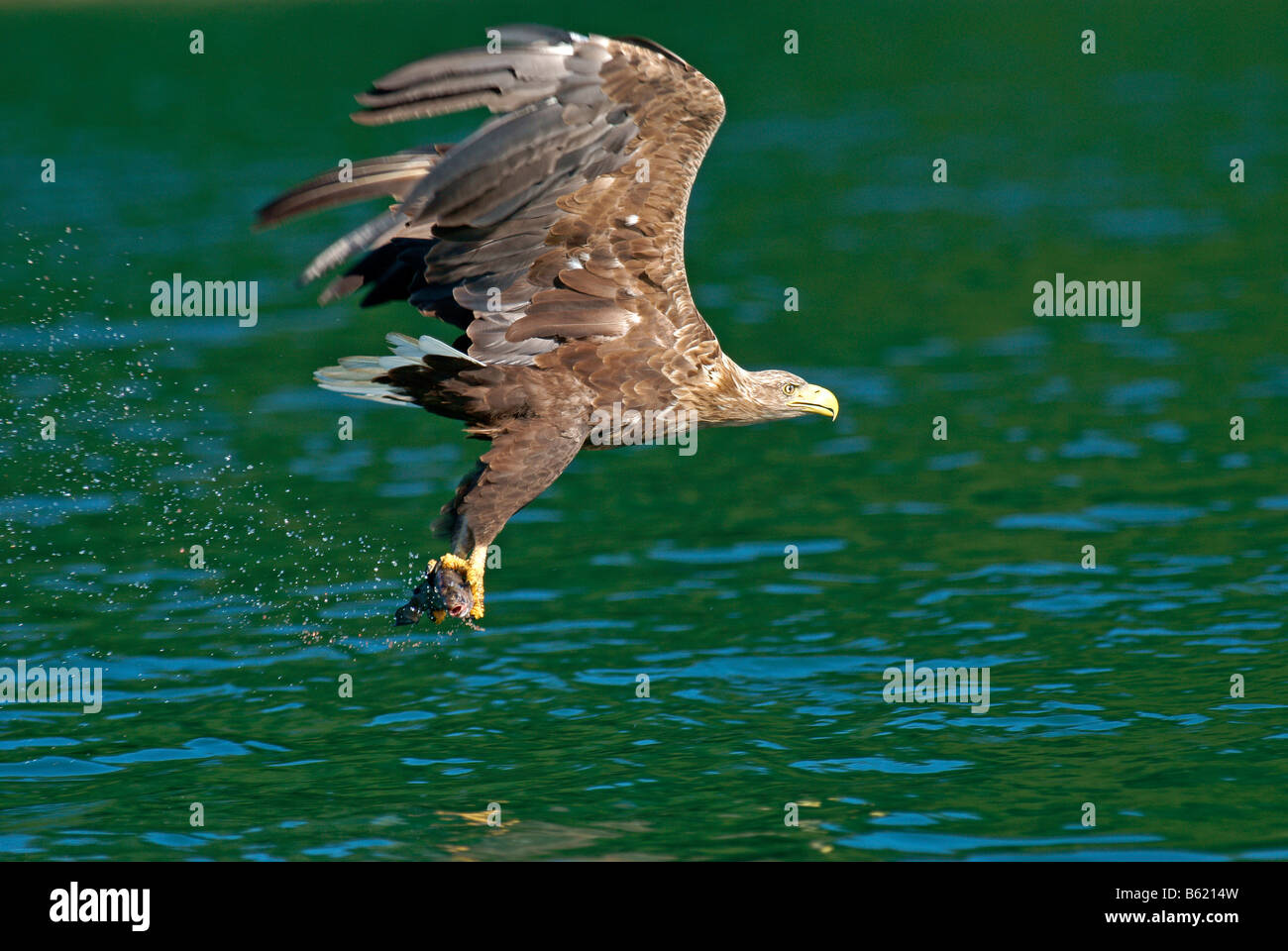 White-tailed Eagle, Sea Eagle o Erne (Haliaeetus albicilla) portante preda Foto Stock