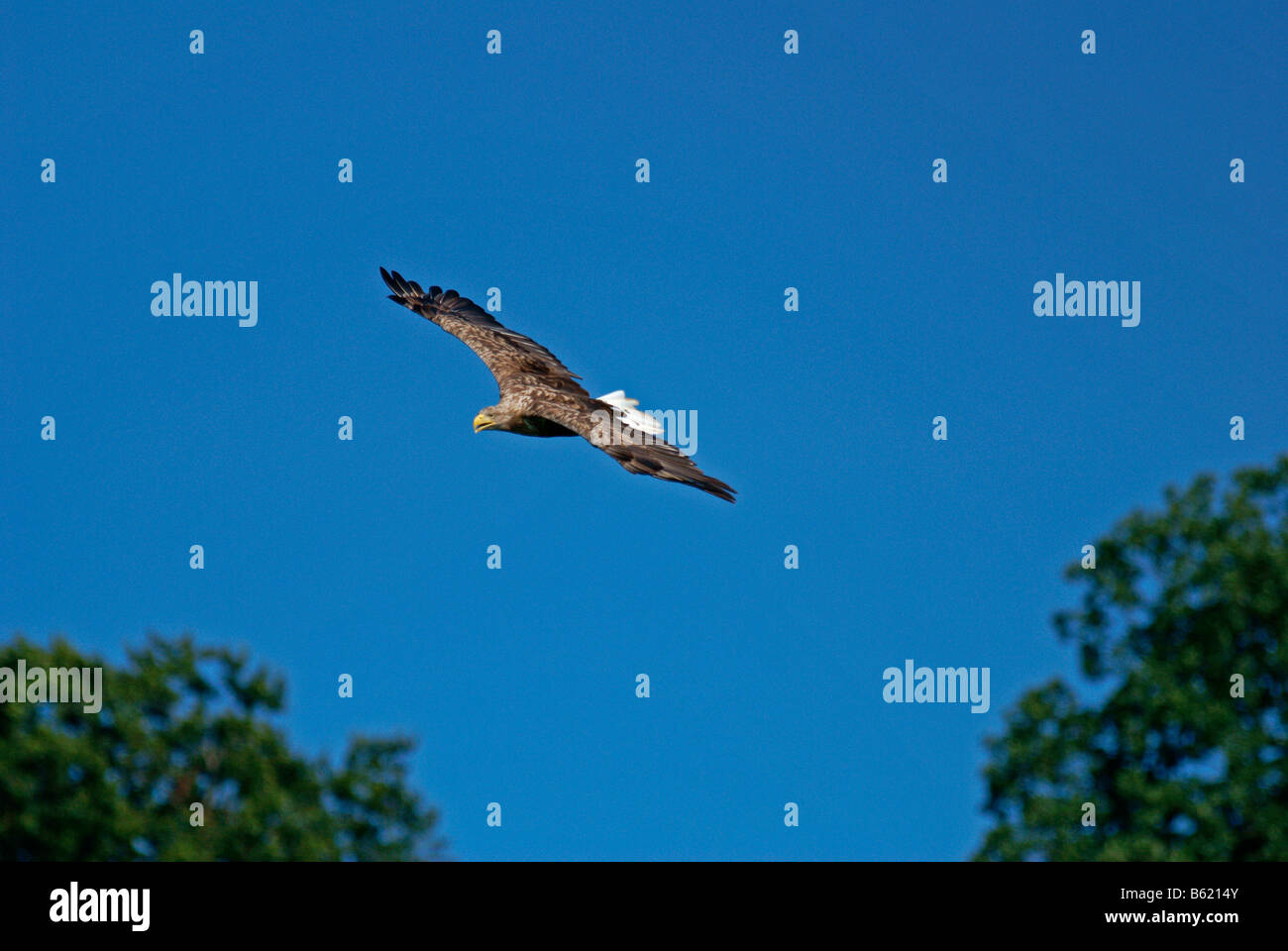 White-tailed Eagle, Sea Eagle o Erne (Haliaeetus albicilla) Foto Stock