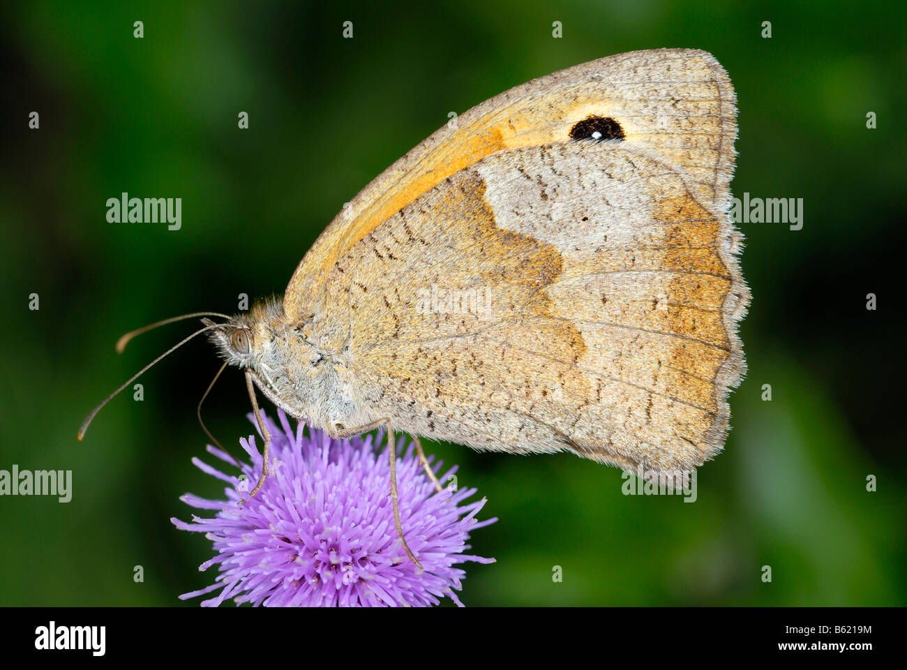 Prato marrone (Maniola jurtina) su un fiore Foto Stock