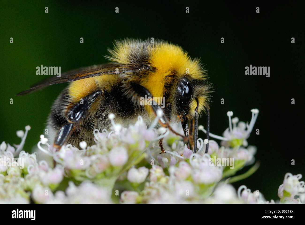 Buff-tailed Bumblebee (Bombus terrestris) su un fiore Foto Stock