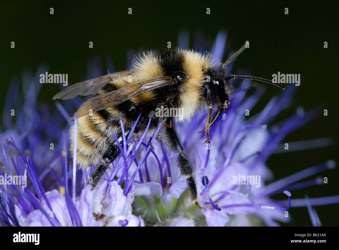 Bumblebee Bombus veteranus (Bombus veteranus) su un fiore Foto Stock