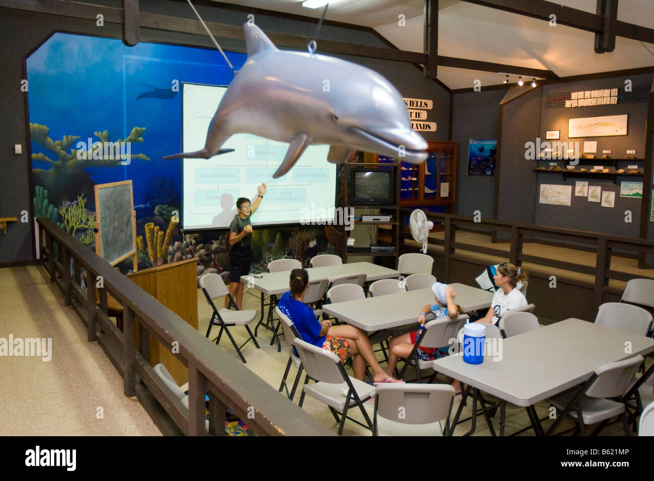 Gli alunni nel museo dei delfini, lezione di come affrontare gli squali e delfini in natura, Roatan, Honduras, America Centrale Foto Stock