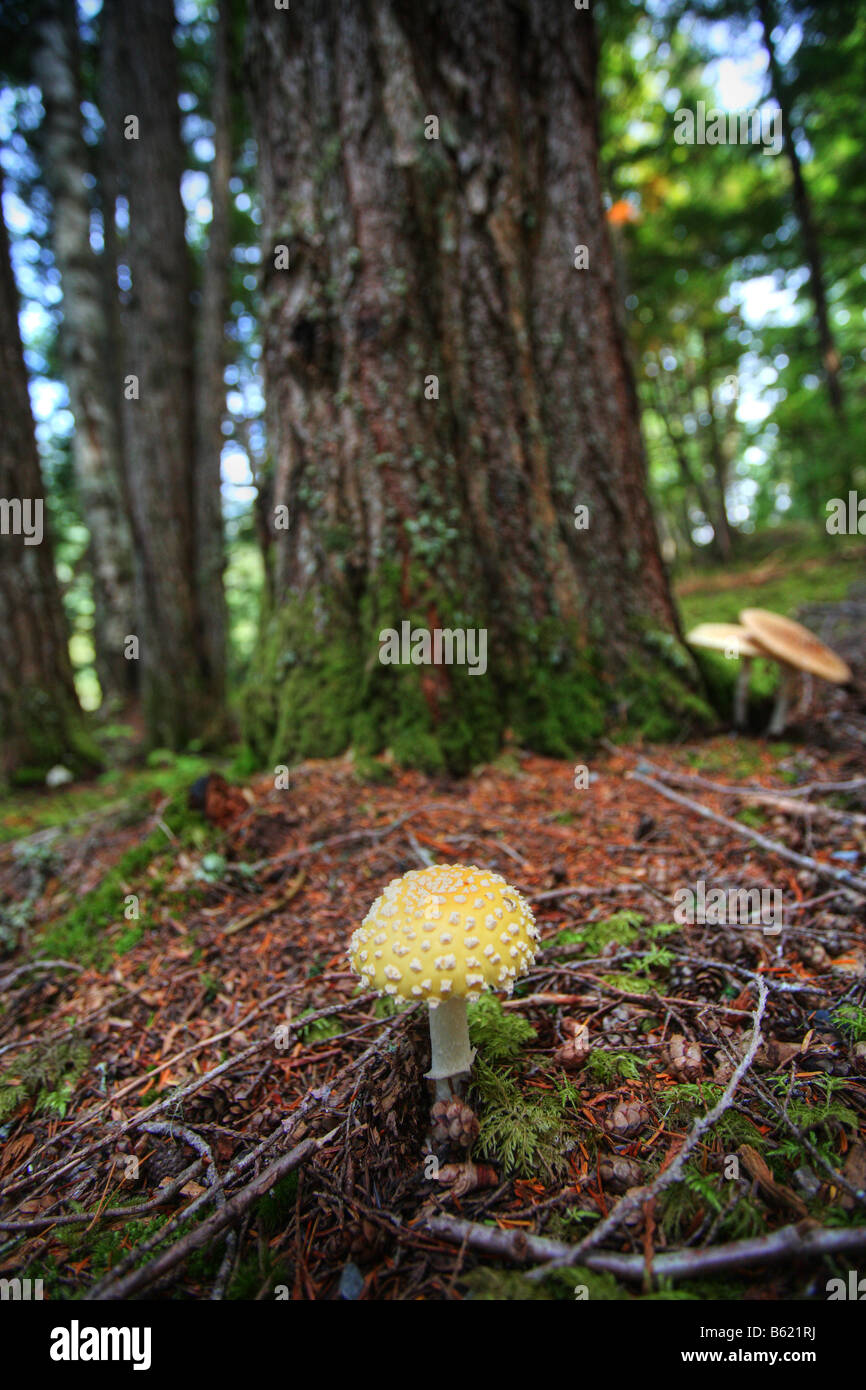 Funghi giganti a Kitsumkalum parco provinciale Foto Stock