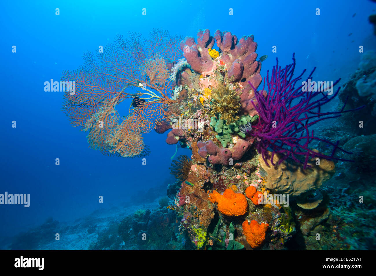 Colorata barriera corallina, Indonesia, sud-est asiatico Foto Stock