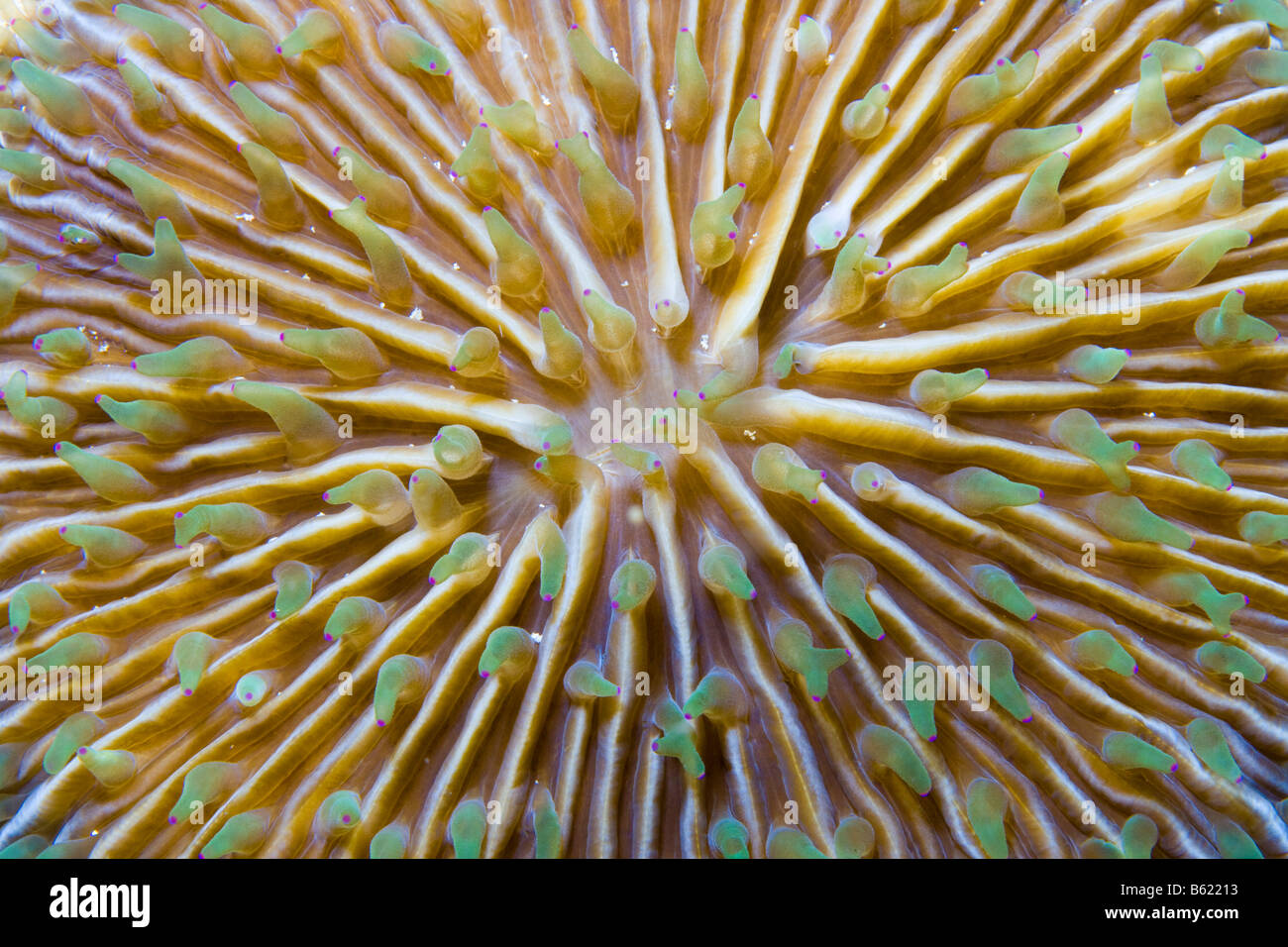 Fungo Coral (Fungia sp.), Indonesia, sud-est asiatico Foto Stock