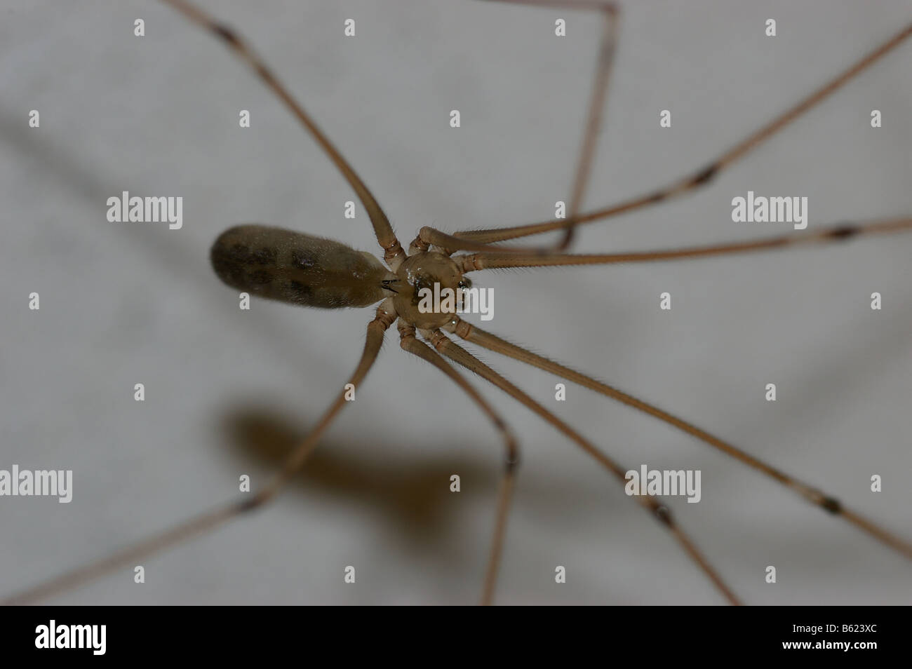 Un ragno al coperto con gambe lunghe Foto Stock