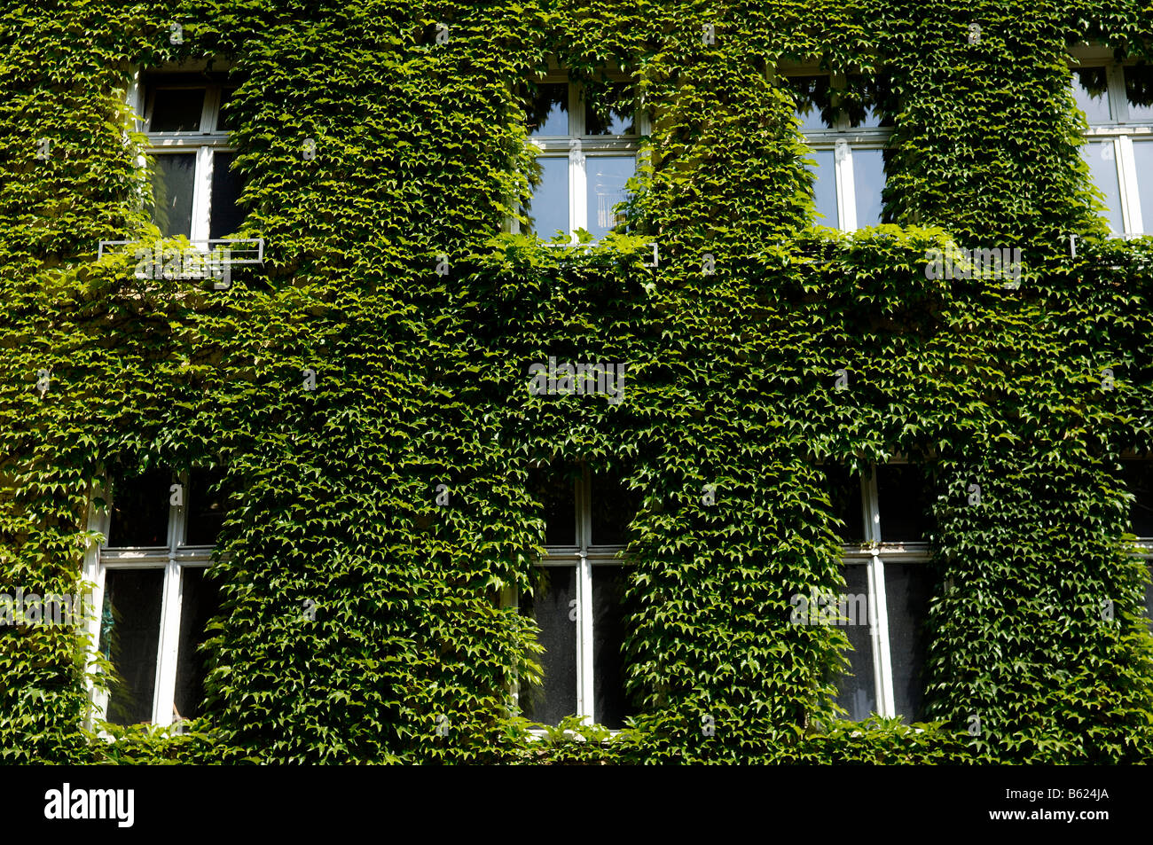 La facciata della casa ricoperta con viti selvatiche, Berlino, Germania, Europa Foto Stock